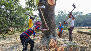 অনুমতি ছাড়া গাছ কাটা যাবে না: হাইকোর্টের রায়