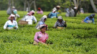 দাবিতেই সীমাবদ্ধ সিলেটের চা শ্রমিকদের জীবন 