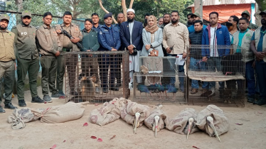 নবাবগঞ্জে স্বপ্নপুরী পিকনিক স্পট থেকে কুমির অজগরসহ ৭৪ বন্য প্রাণী