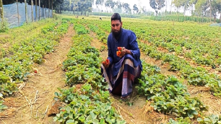 রাণীশংকৈলে স্ট্রবেরি চাষে ইসরাফিলের চমক 